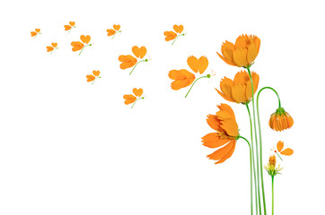 beautiful yellow cosmos flower isolated on a white background.