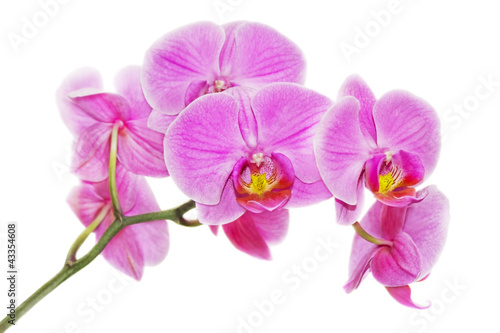 Naklejka dekoracyjna Pink orchid on a white background