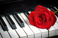 Piano Keyboard And Rose