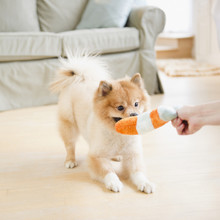 Pomeranian Dog Playing With Dog Toy