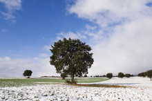Tree Growing In Snow Covered Field