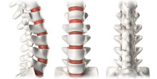 Spine Anatomy Lumbar Region - Lateral, Anterior, Posterior