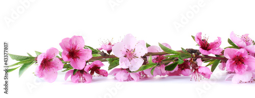 Fototapeta na wymiar beautiful pink peach blossom isolated on white