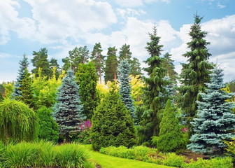 fir trees