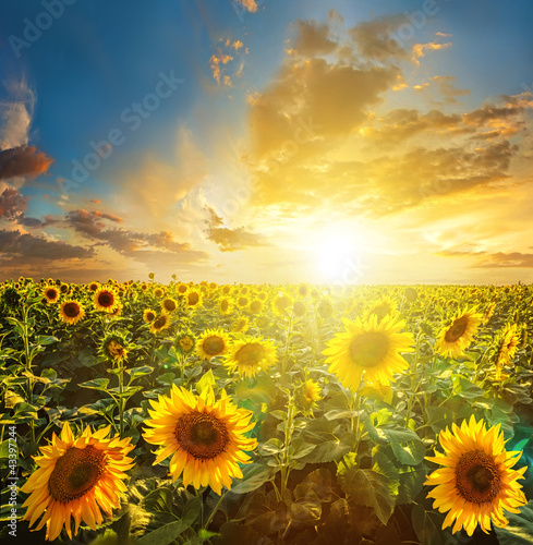 Nowoczesny obraz na płótnie Summer landscape: beauty sunset over sunflowers field