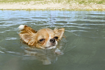 Canvas Print - swimming chihuahua