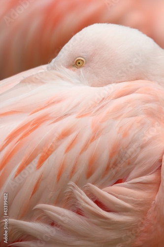 Obraz w ramie Portrait Flamant rose