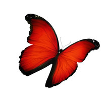 Red Butterfly Flying, Isolated On White