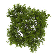 Wall Mural - top view of crack willow tree isolated on white background