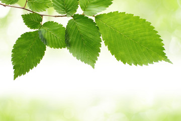 Wall Mural - Green leaves frame with bokeh background and copyspace