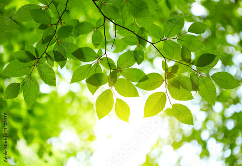 Naklejka na szybę Green leaves background