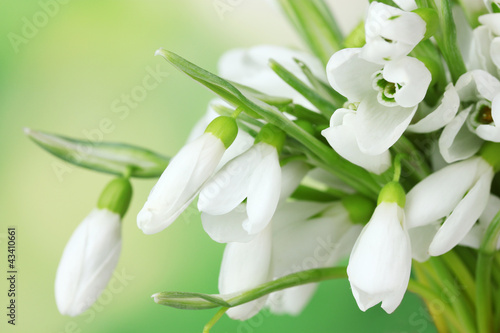 Tapeta ścienna na wymiar beautiful snowdrops on green background