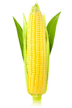 Ear Of Corn / Vertical /  Isolated On A White Background