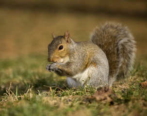 Wall Mural - Nibbling tree squirrel on a grassy field