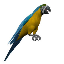 3D Macaw - Blue And Yellow