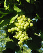Grean grape branch