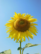 Sunflower, sunny day, blue clear sky
