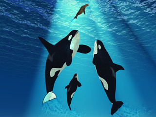 Poster - Killer Whales