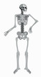 © lanamaster - vector isolated human skeleton