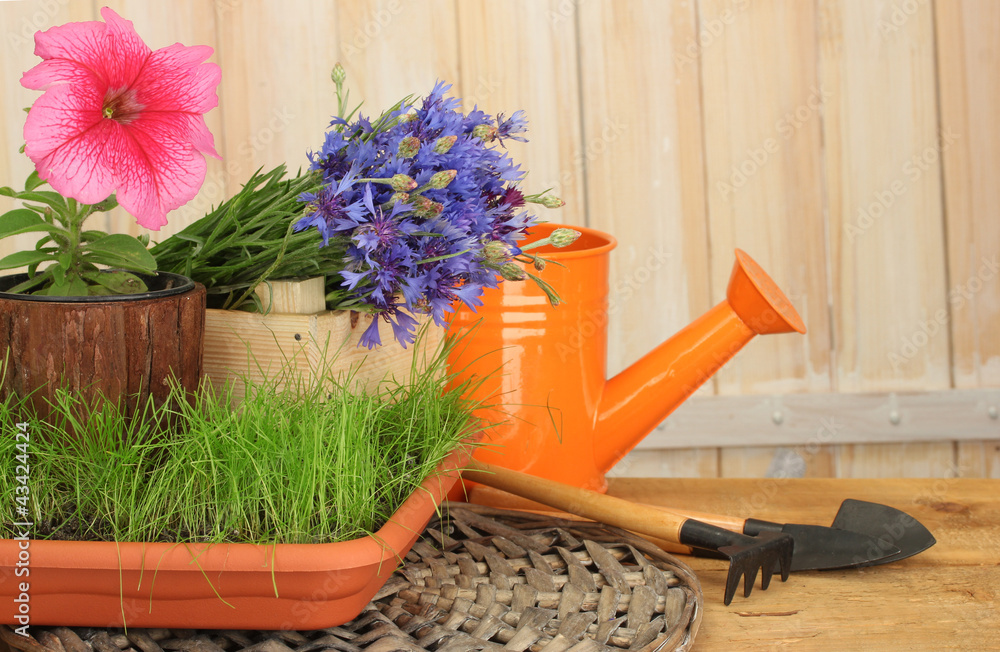 watering can, tools and flowers on wooden background