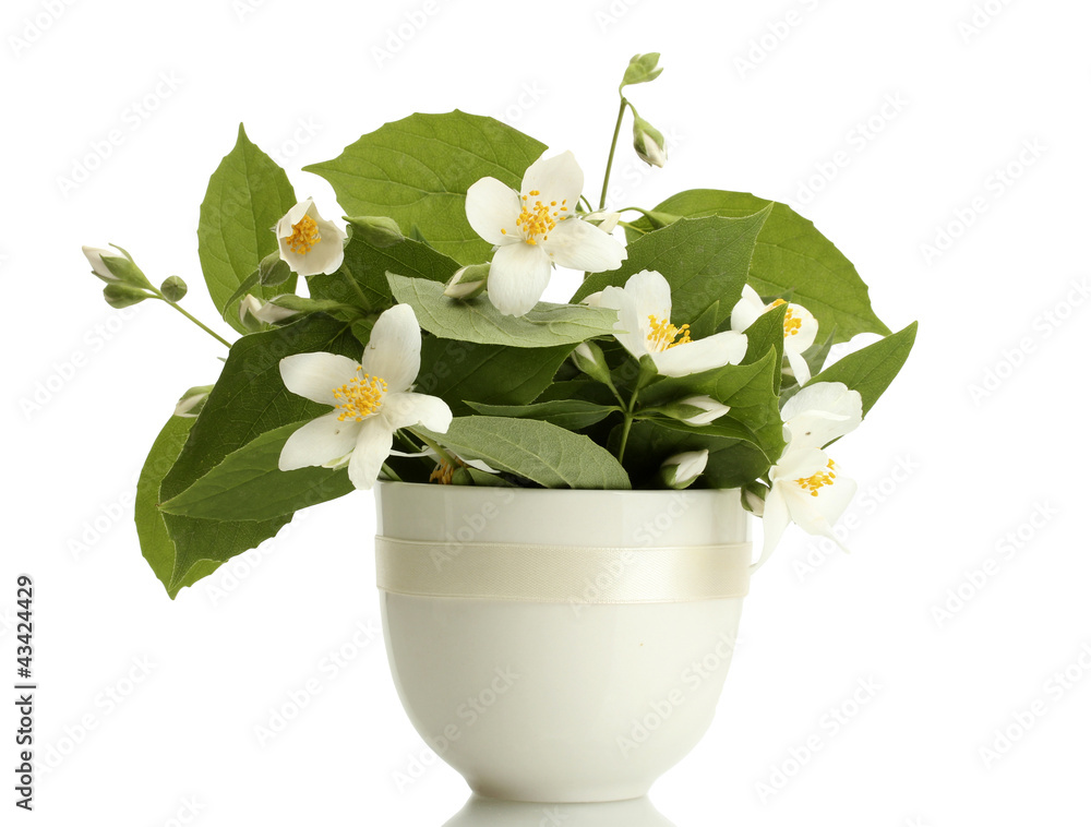 beautiful jasmine flowers in vase isolated on white