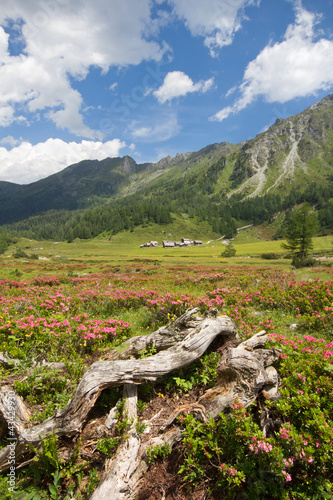 Plakat na papierze fotorealistycznym Ursprungalm - schladming - austria