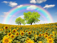 Rainbow Above The Sunflower Field With Tree