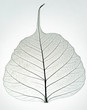Leaf skeleton silhouette