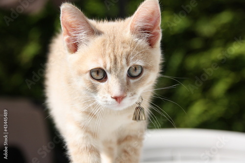 Chaton Joue Sur La Table Mignon Adorable Blanc Beige Buy This Stock Photo And Explore Similar Images At Adobe Stock Adobe Stock Chaton Joue Sur La Table Mignon Adorable Blanc Beige Buy This Stock Photo And Explore Similar Images At Adobe Stock Adobe Stock