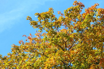 Poster - maple leaves, golden autumn