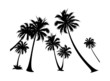 © zzve - vector icon palm tree silhuoette