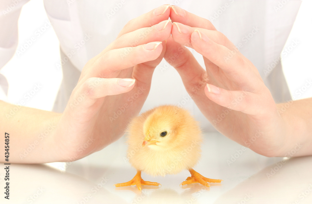beautiful little chicken and hands isolated on the white