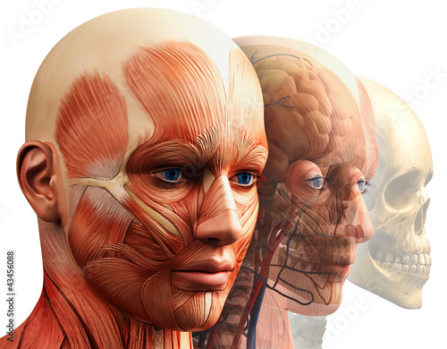 Nowoczesny obraz na płótnie Trójwymiarowa anatomia głowy człowieka