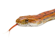Close Up Snake