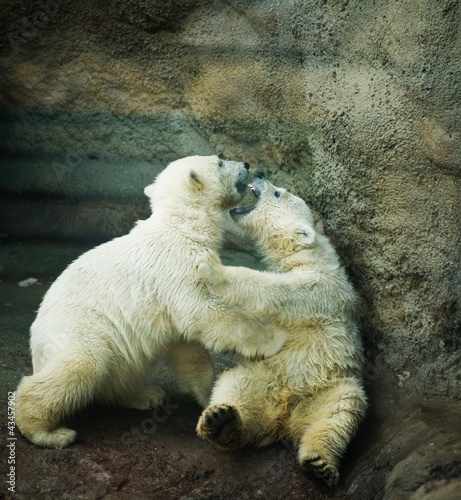 Plakat na papierze fotorealistycznym Dwa małe niedźwiedzie polarne - ursus maritimus