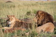 ケニアマサイマラ　ライオンの夫婦