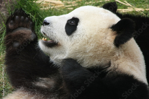 Board z aluminiowym obramowaniem Gigantyczny niedźwiedź panda (ailuropoda melanoleuca), Chiny