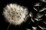 Fototapeta Nowy Jork - Dandelion Loosing Seeds in the Wind