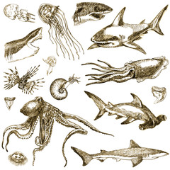 Wall Mural - Hand-drawn collection. Marine life - SEA MONSTERS and Sharks.