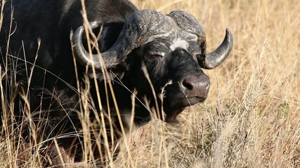 Wall Mural - african or cape buffalo bull