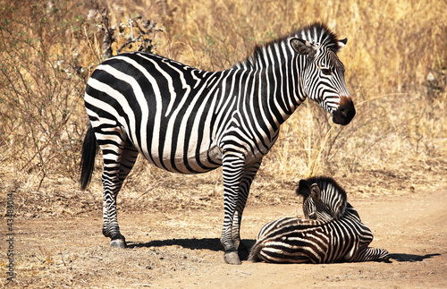 Obraz na płótnie canvas dwuczęściowy "dyptyk" Zebra matka i dziecko