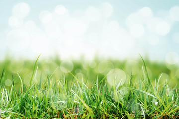Wall Mural - natural green background