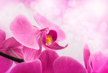 Poster - Orchid flowers, closeup