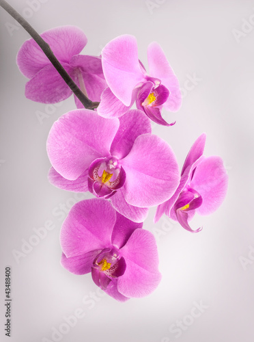 Obraz na płótnie canvas czteroczęściowy "tetraptyk" Kwiaty orchidei