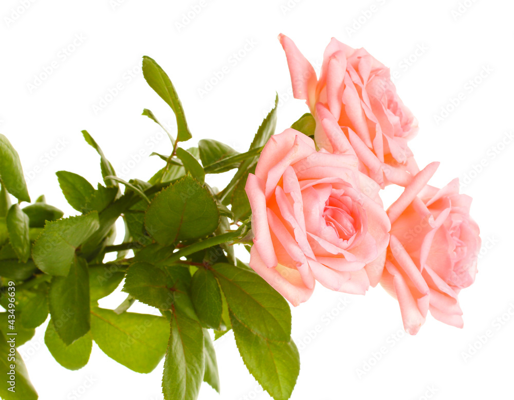 Pink roses isolated on white.