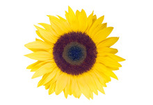 Sonnenblume Mit Weißem Hintergrund