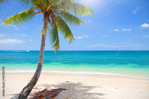 Tapeta ścienna Piękna plaża z palmą kokosową