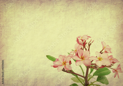 Board z aluminiowym obramowaniem Frangipani lub plumeria tropikalny kwiat ze starego papieru