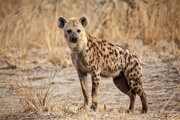 Wall Mural - spotted hyena