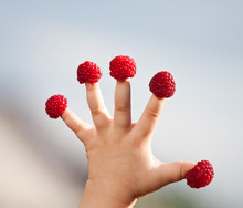 Little Child's Hand With Raspberries